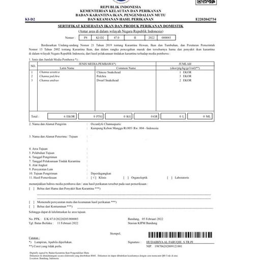 Special Price.. Asiatica Red Stripe Premium