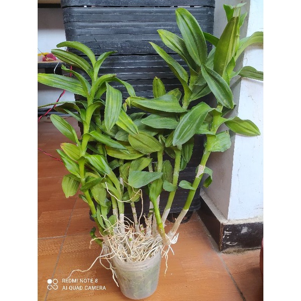 Anggrek Dendrobium Rimbun