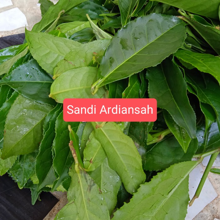 

New Daun teh segar paket 1 kg