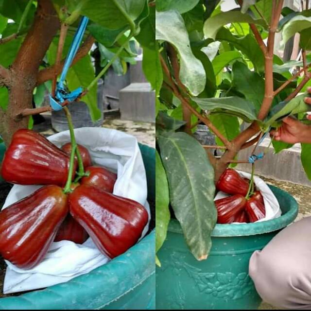 Bibit jambu air BLACK DIAMOND/bibit jambu air