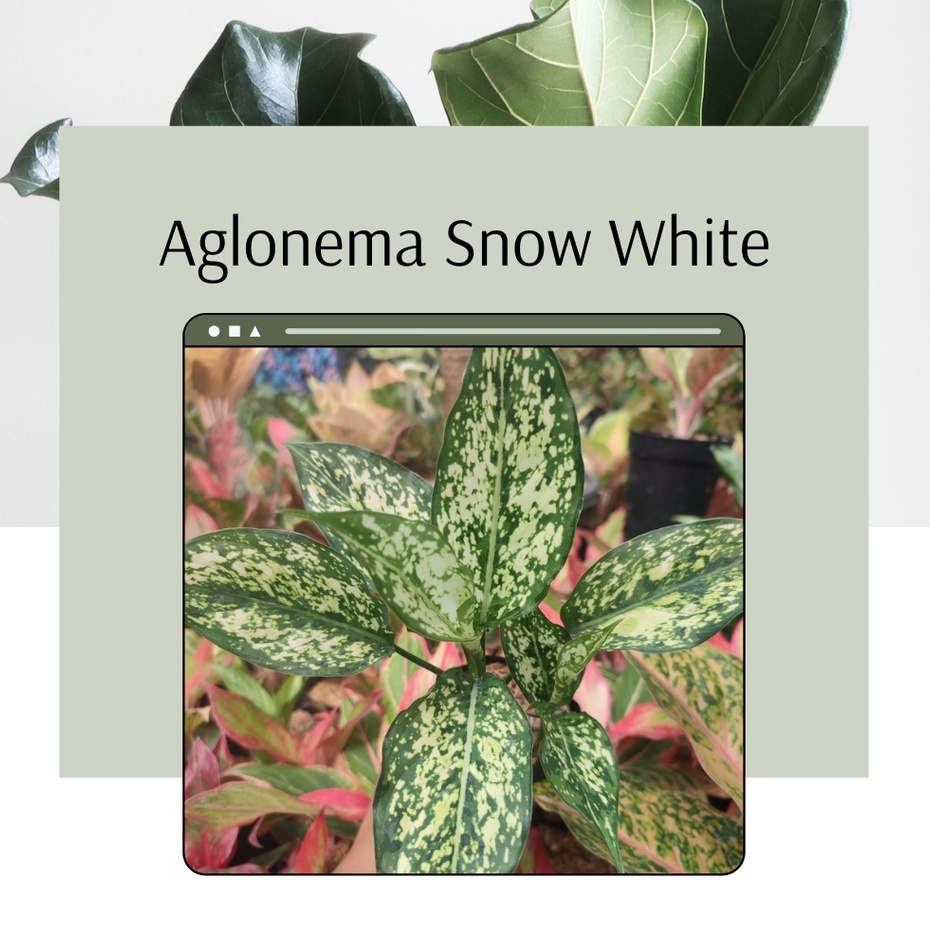 Tanaman Hias Aglonema Snow White Bunga Aglonema Snow White Aglonema Snow White Dewasa
