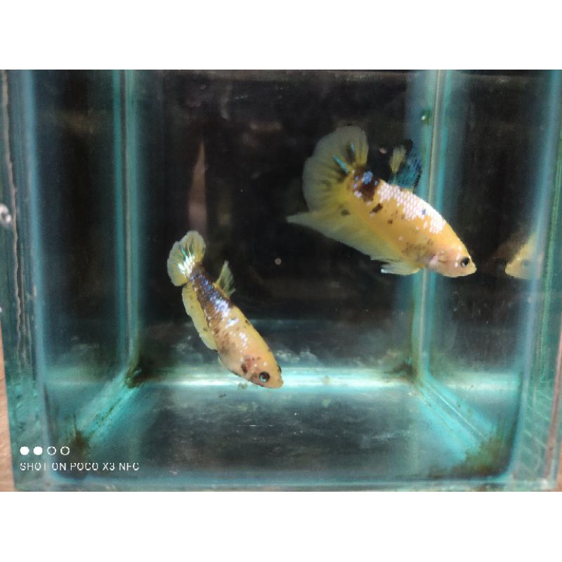 cupang indukan 1 pair galaxy yellow base 5 bln up siap breeding real pict