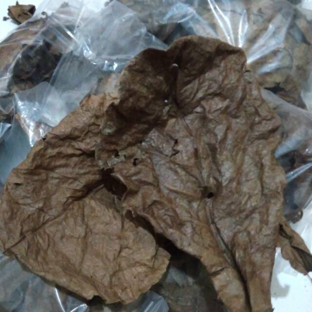

Daun ketapang fermentasi/olahan super