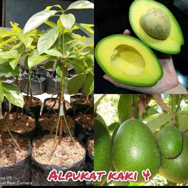 Bibit alpukat miki kaki 3