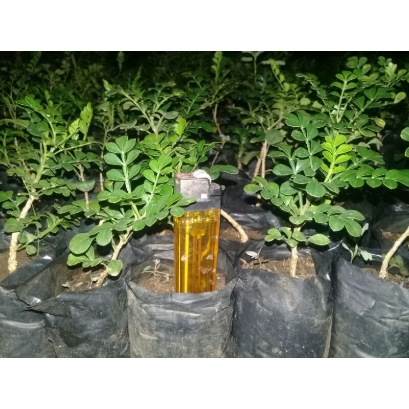 bibit bonsai kawista batu