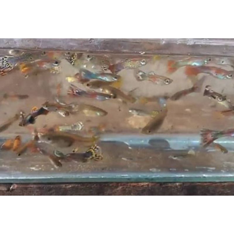 ikan guppy cendol