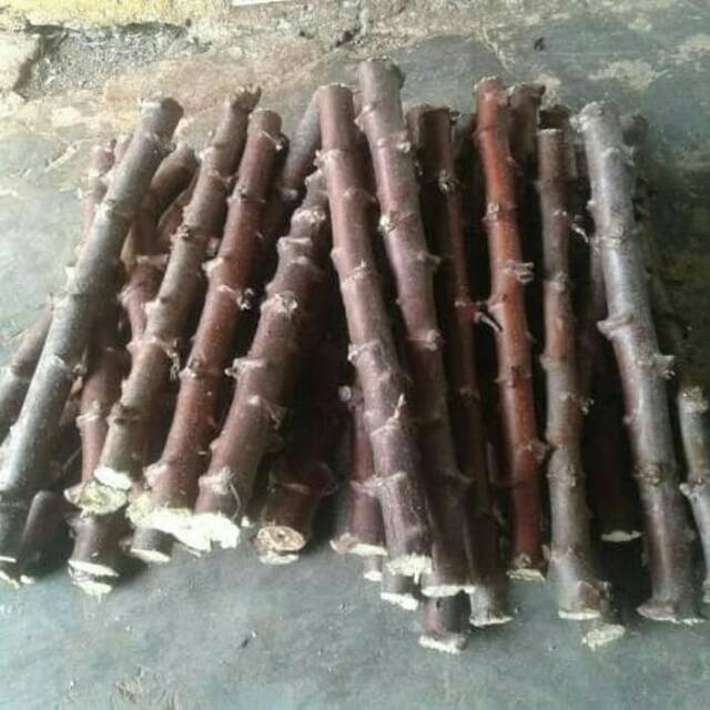 Bibit batang singkong  coklat Shopee Indonesia