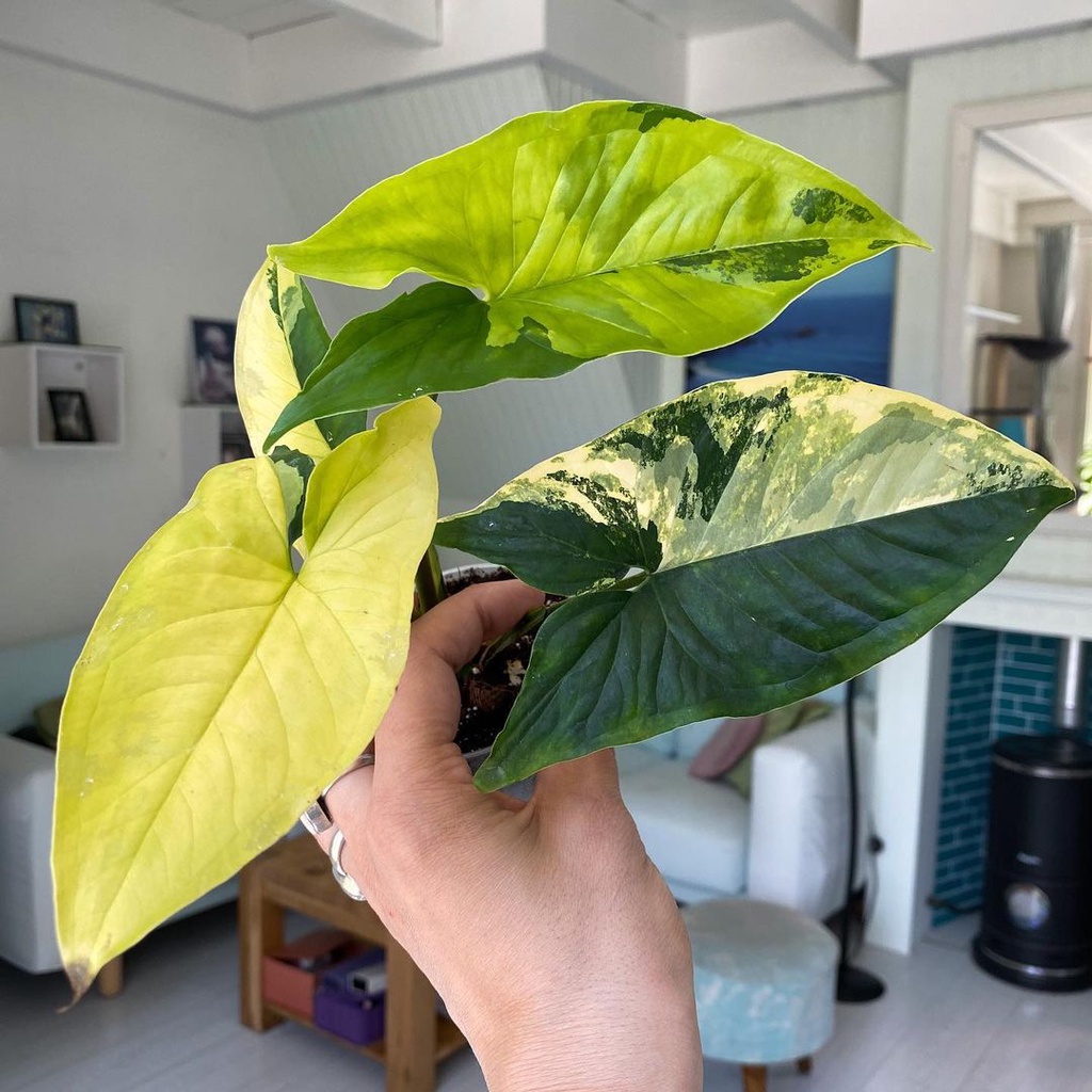 Tanaman  Syngonium yellow variegata / Syngonium yellow varigata