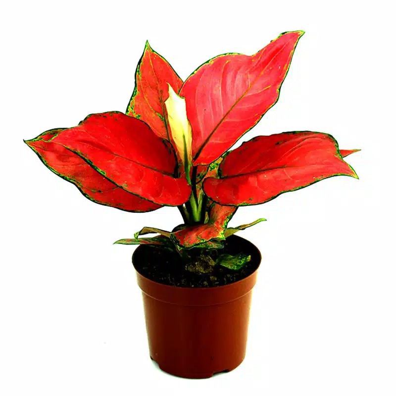 BIJI BENIH ANGLAONEMA RATU RUYI RED