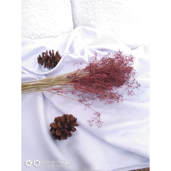 bunga kering wildery warna pink