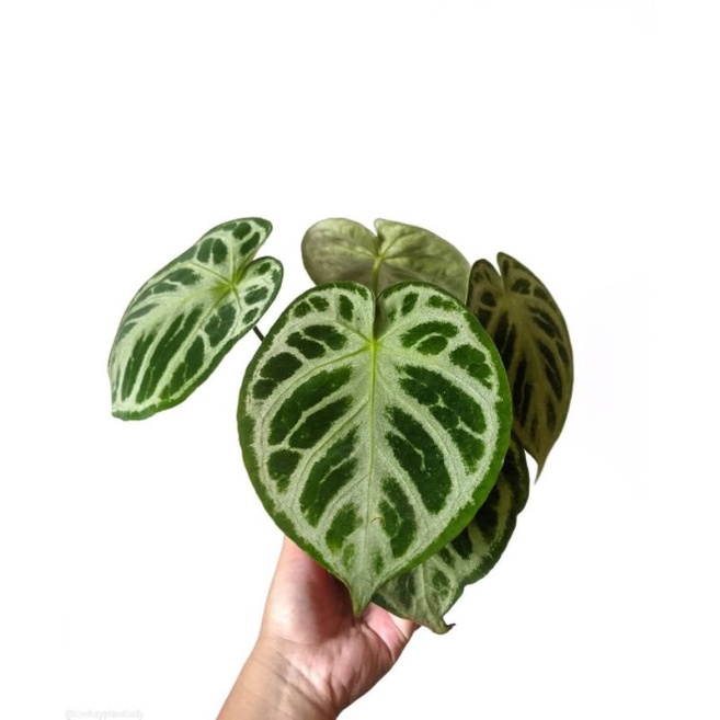 Tanaman bunga Anturium crystallinum dorayaki silver / Anthurium crystal hope / kuping gajah dorayaki