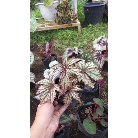 begonia jari, begonia rex five star,  begonia murah, begonia rimbun, begonia cantik, begonia unik, b