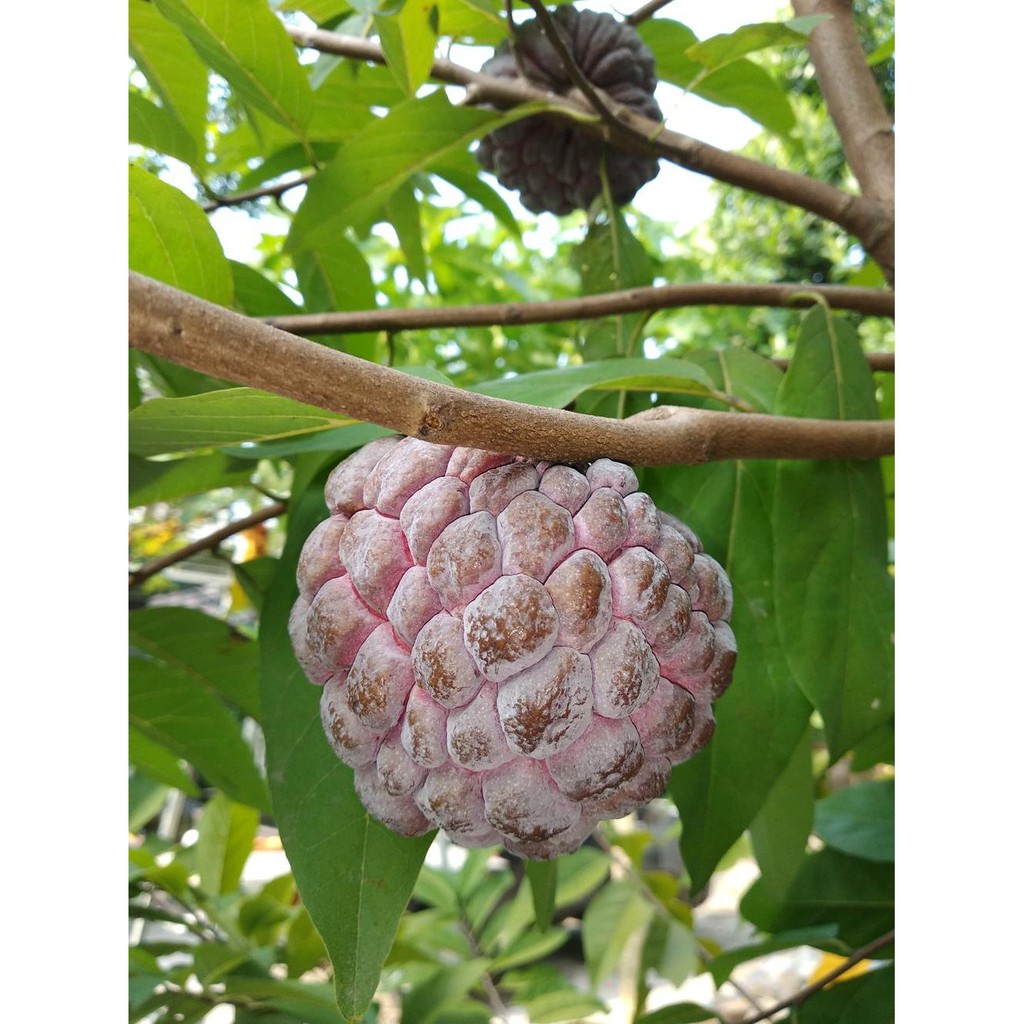 Super Bibit Buah Srikaya Merah $_$