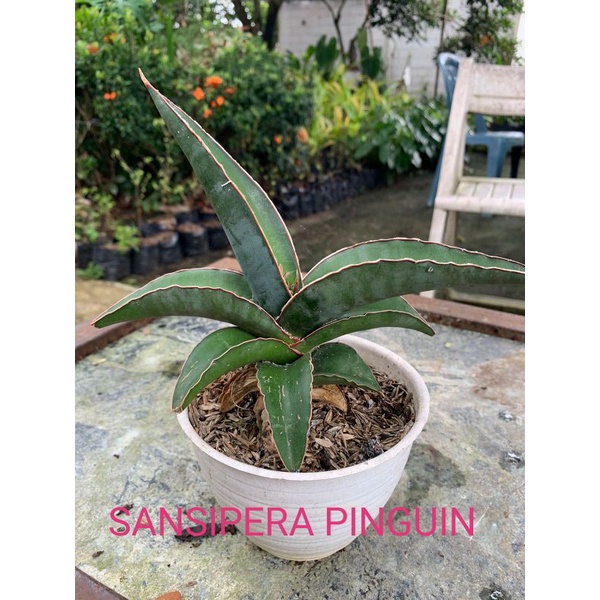 tanaman hias sansivera pinguin