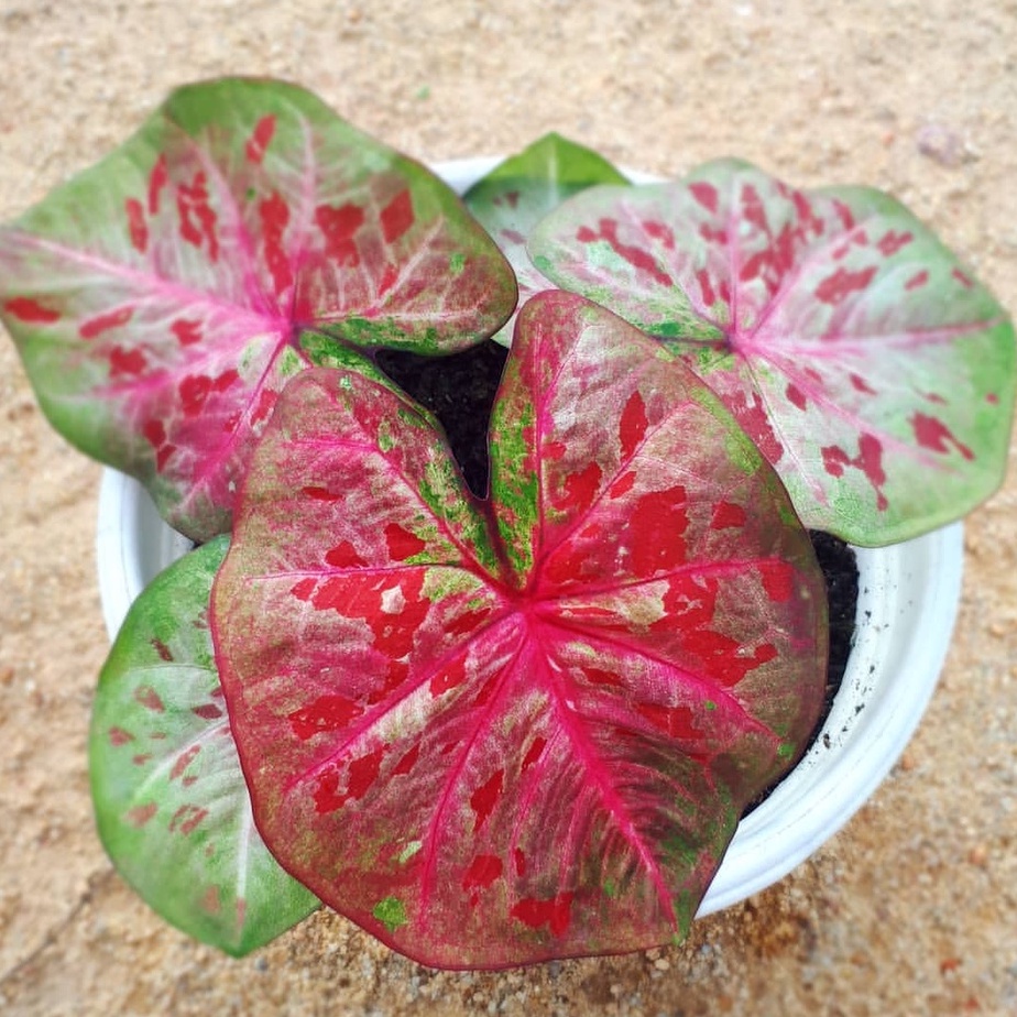 Keladi Hybrid 02 Keladi Hias Caladium Tanaman Hias Keladi Tanaman Keladi Hidup Tanaman Hias Murah An