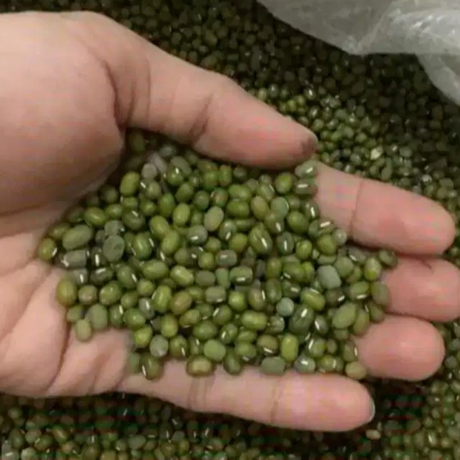 

Kacang Hijau / Kacang Ijo import Birma Burma PREMIUM 500Gr