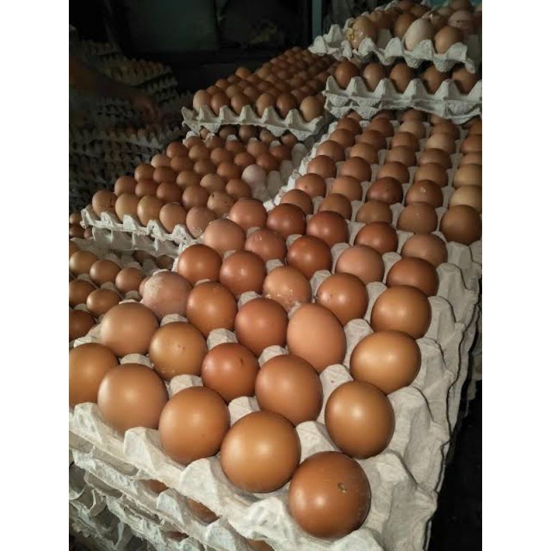 

telur ayam negri cangkang coklat ecer (termurah)