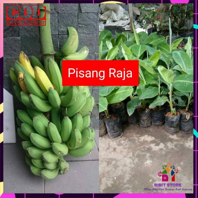 BIBIT PISANG RAJA