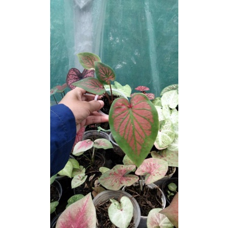 bibit caladium tambuna