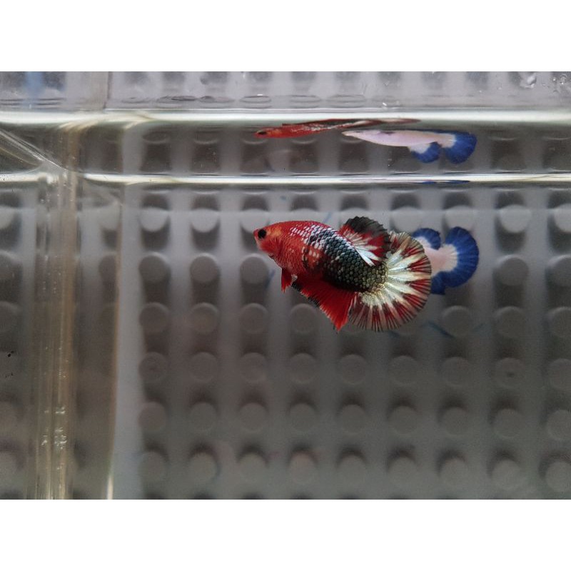 female fccp red head