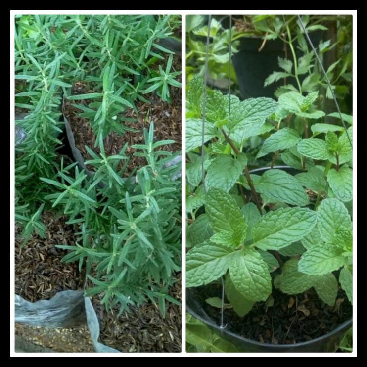 

Diskon Paket Rosemary Dan Mint
