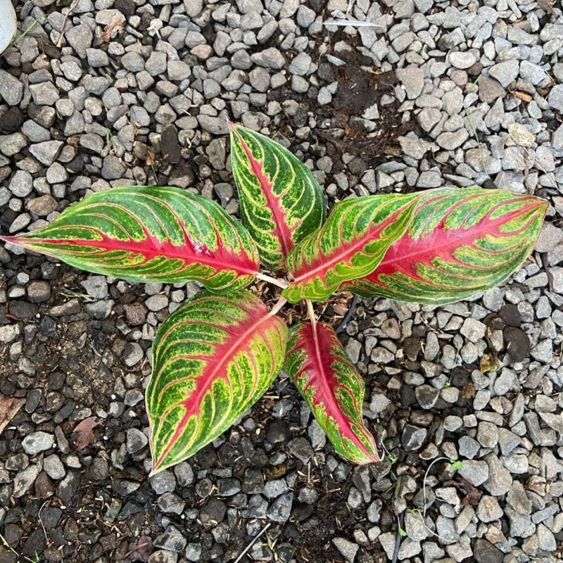 Aglonema Red Sunset / Bunga Aglonema Red Sunset / Tanaman Hias Aglonema Red Sunset / Tanaman Hidup A