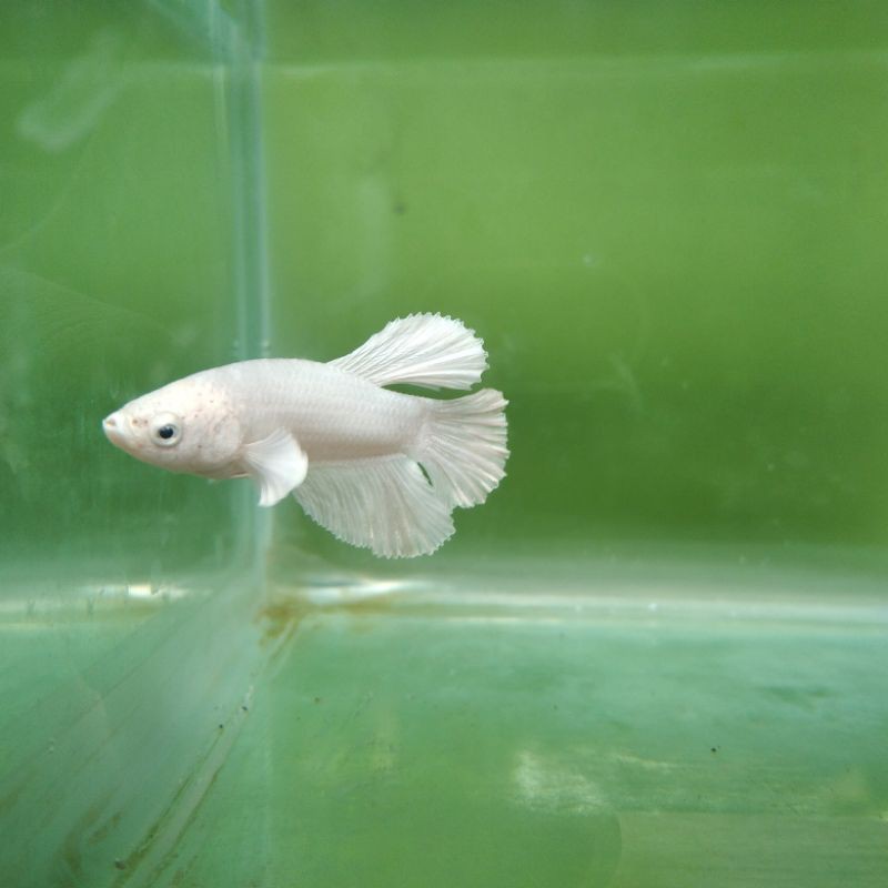 cupang hias white platinum