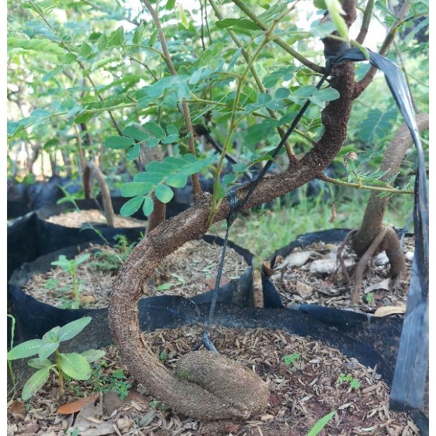 bahan bonsai asem jawa dari biji