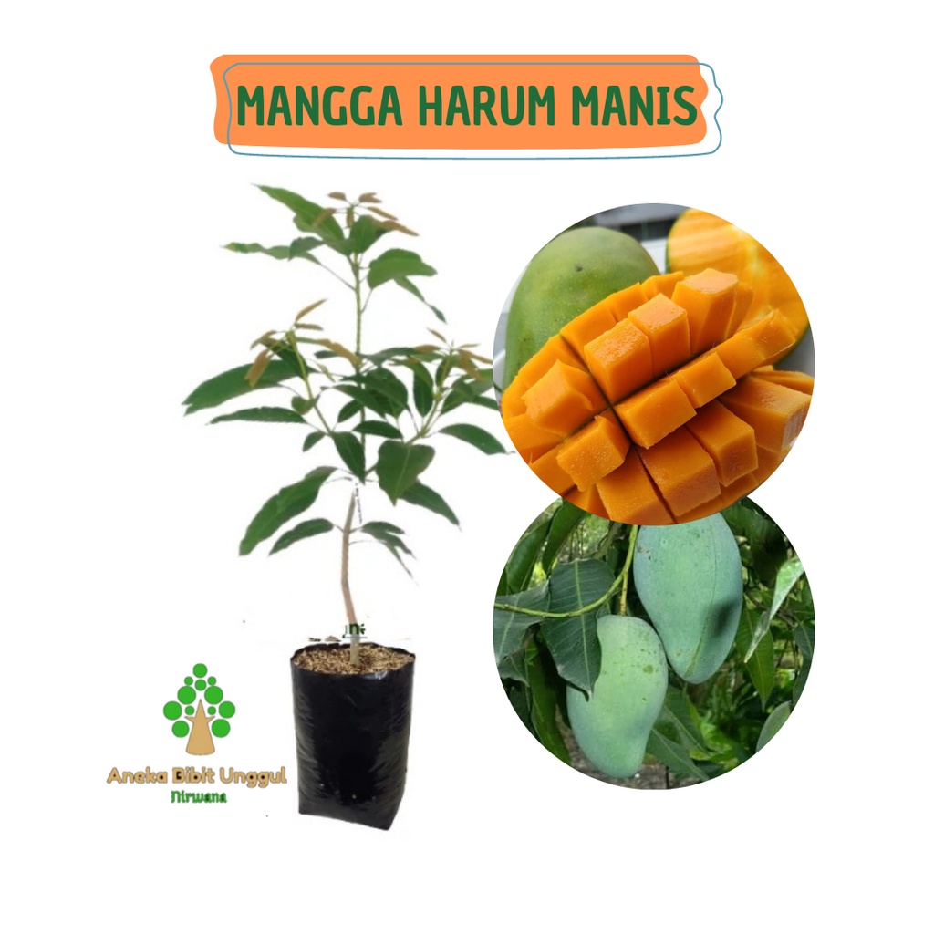 BIBIT BUAH MANGGA HARUM MANIS - MANGGA HARUM MANIS - BIBIT MANGGA HARUM MANIS -  BIBIT MANGGA ARUM M