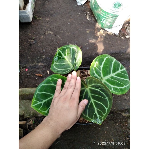 anthurium dorayaki silver (antarium dorayaki hybrid)