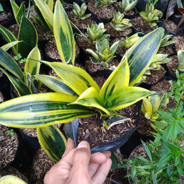 sensivera golden flame-sensivera mini golden flem