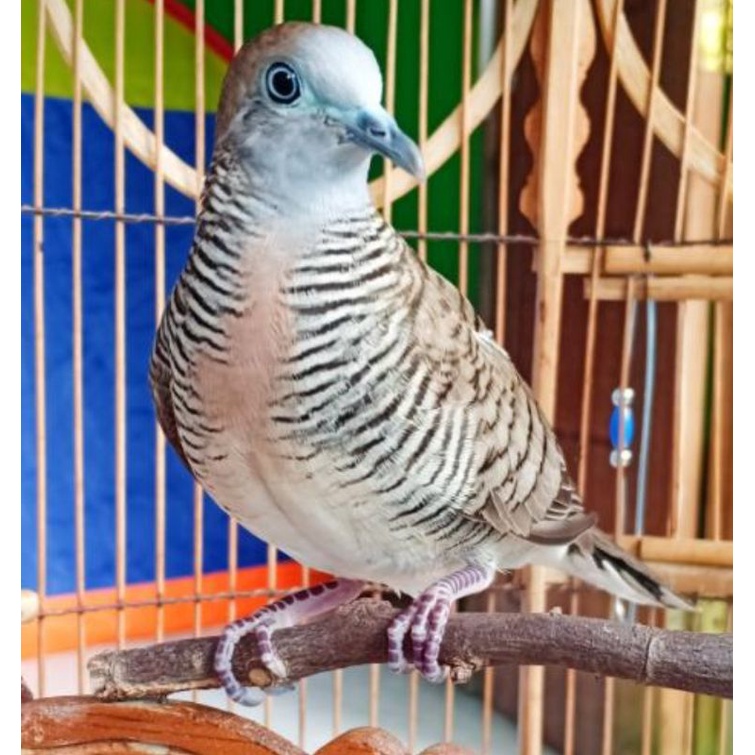 perkutut bangkok super