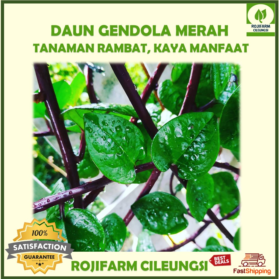 

Daun Gendola Merah 100gr