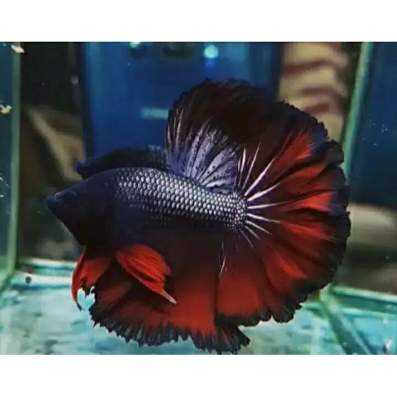 ikan cupang halfmoon rosetail