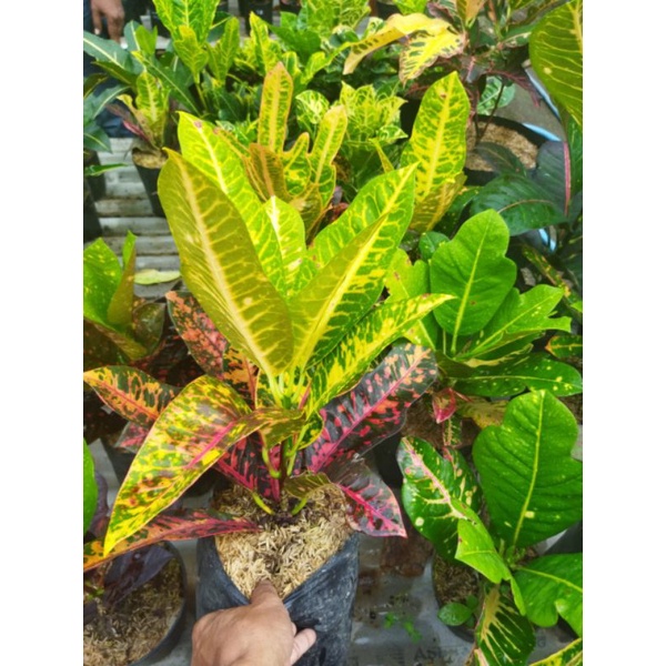 tanaman hias bunga puring koleksi langka bunga puring raja