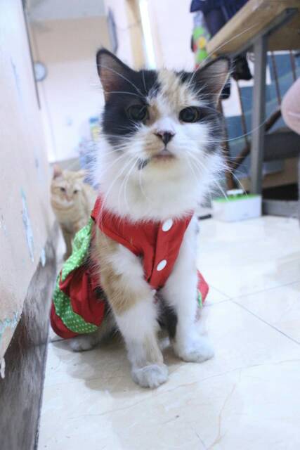 Dress lucu untuk kucing dan anjing edisi natal 2019 /baju kucing murah size S-XL