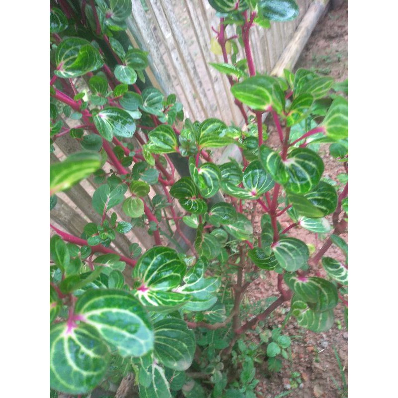 tanaman hias krokot batang merah