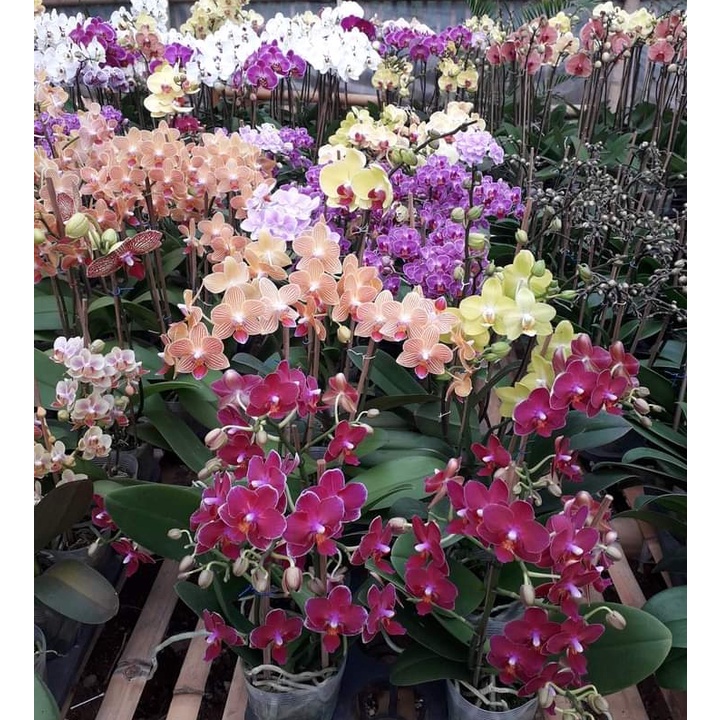 angbul spike kenop /berbunga