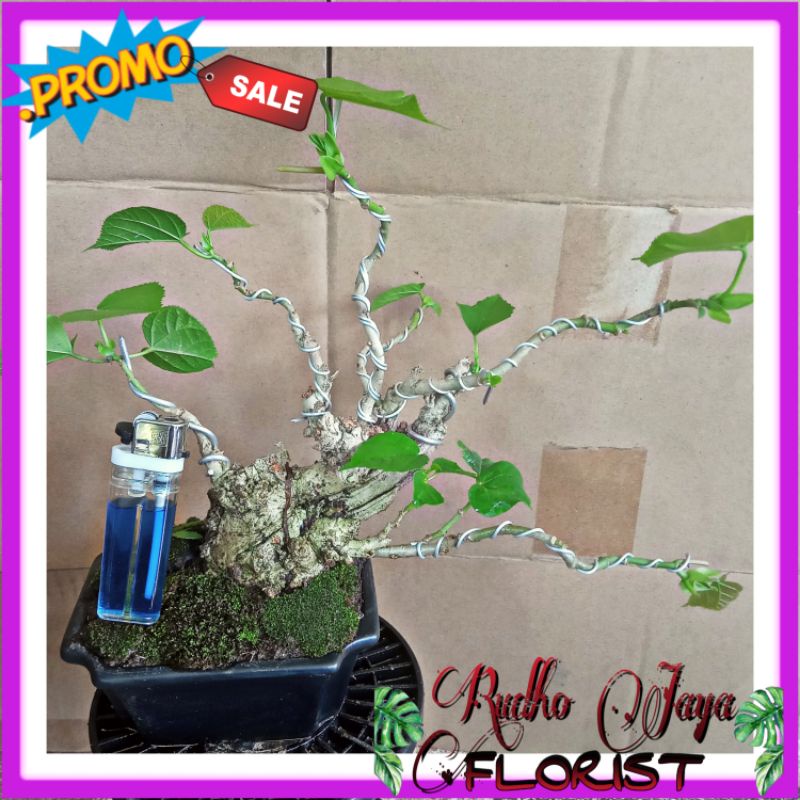 (BISA COD ) BAHAN BONSAI WARU MINI / SHITO / MAME MURAH