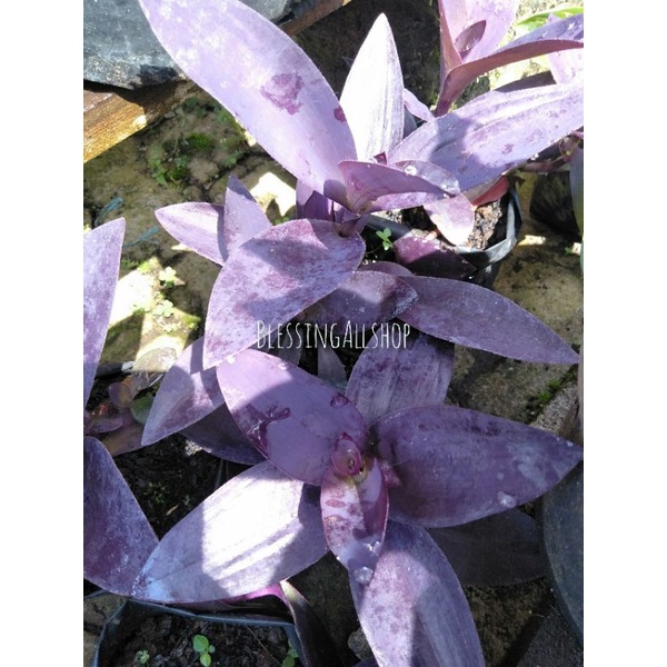 Tanaman Hias Adam Hawa Ungu / Episcia Ungu