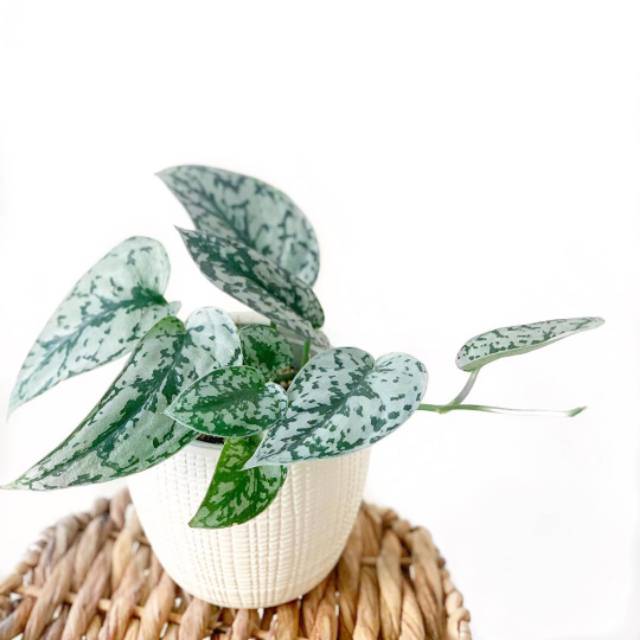 Scindapsus Pictus Argyraeus