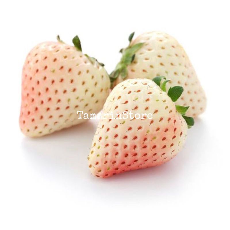 Biji Benih Buah Strawberry Putih White Alphines