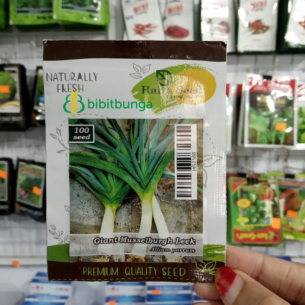 Benih Bibit Biji Daun Bawang Prey Prei Besar Musselburgh Leek Seed