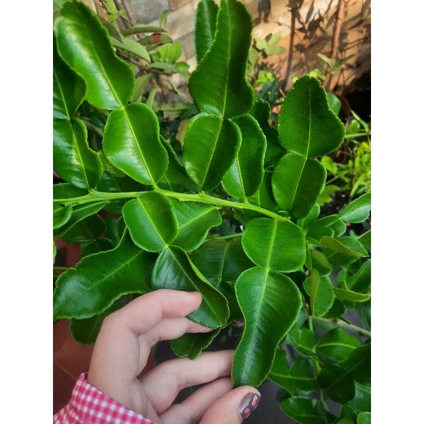 

FRESH Daun jeruk 50gr