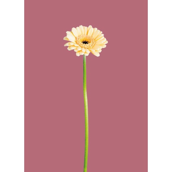 Garbera Pink Soft