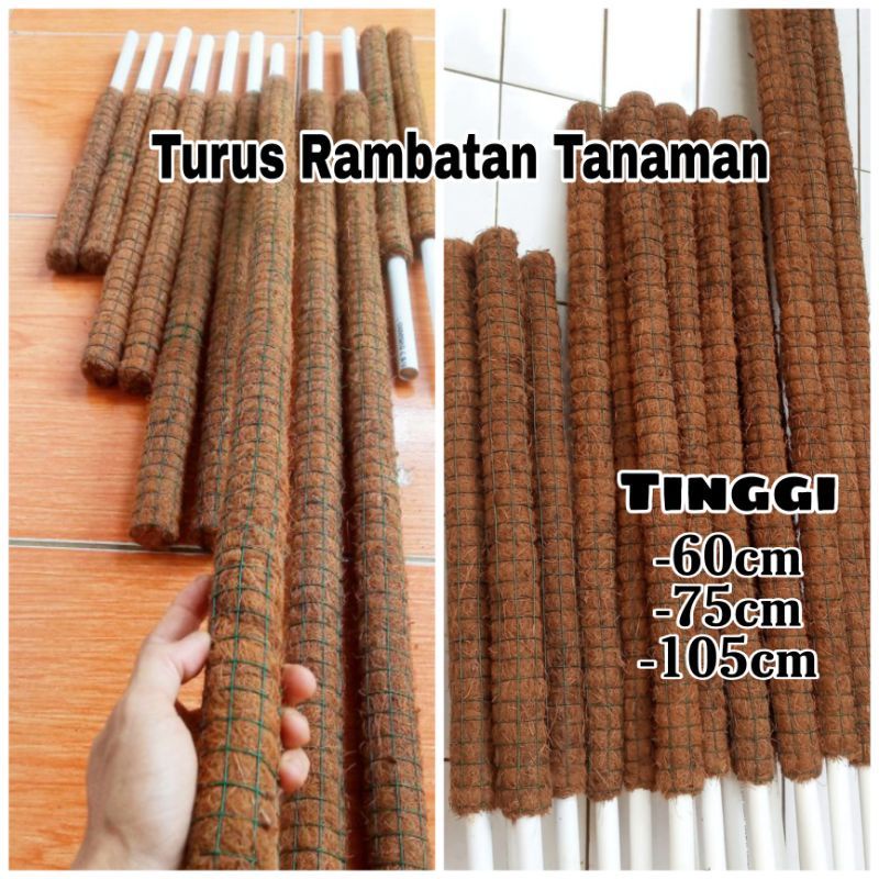 TURUS PENYANGGA TANAMAN RAMBATAN TANAMAN TIANG RAMBATAN TANAMAN