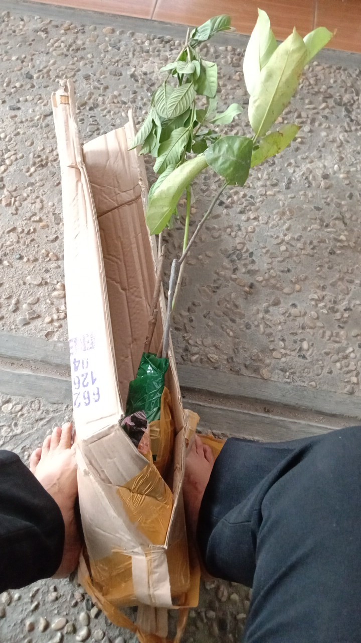 Bibit Alpukat Kendil Super Unggul