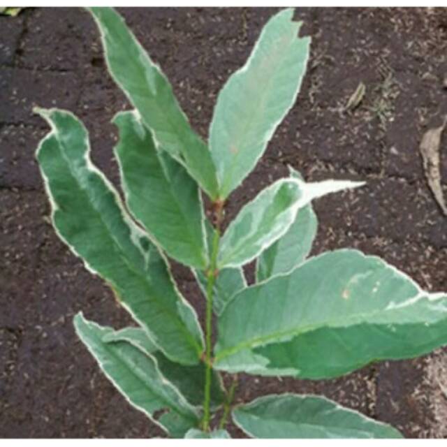 

Tanaman Jambu Air Madu Deli Hijau Variegata