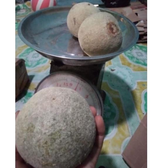 

➤Terkini✪➤ buah kawis 1kg ( isi 2-4 buah) 58 ➤