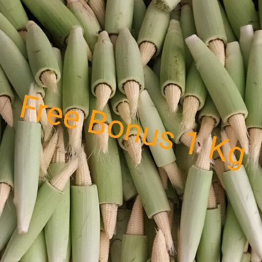

Jagung Acar | Jagung Baby | Jagung Putren 1 kg + Gratis Bonus